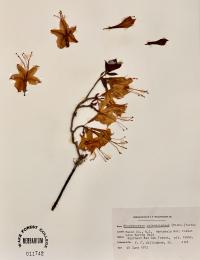 Rhododendron calendulaceum image