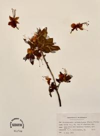 Rhododendron calendulaceum image