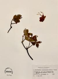 Rhododendron calendulaceum image