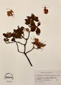 Rhododendron calendulaceum image