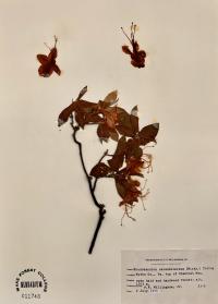 Rhododendron calendulaceum image