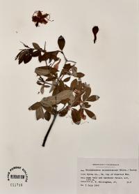 Rhododendron calendulaceum image