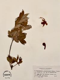 Rhododendron calendulaceum image