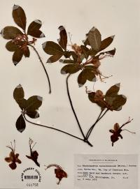 Rhododendron calendulaceum image