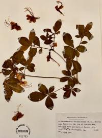 Rhododendron calendulaceum image