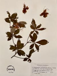 Rhododendron calendulaceum image