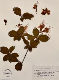 Rhododendron calendulaceum image