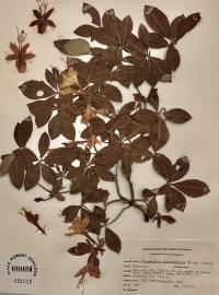 Rhododendron calendulaceum image