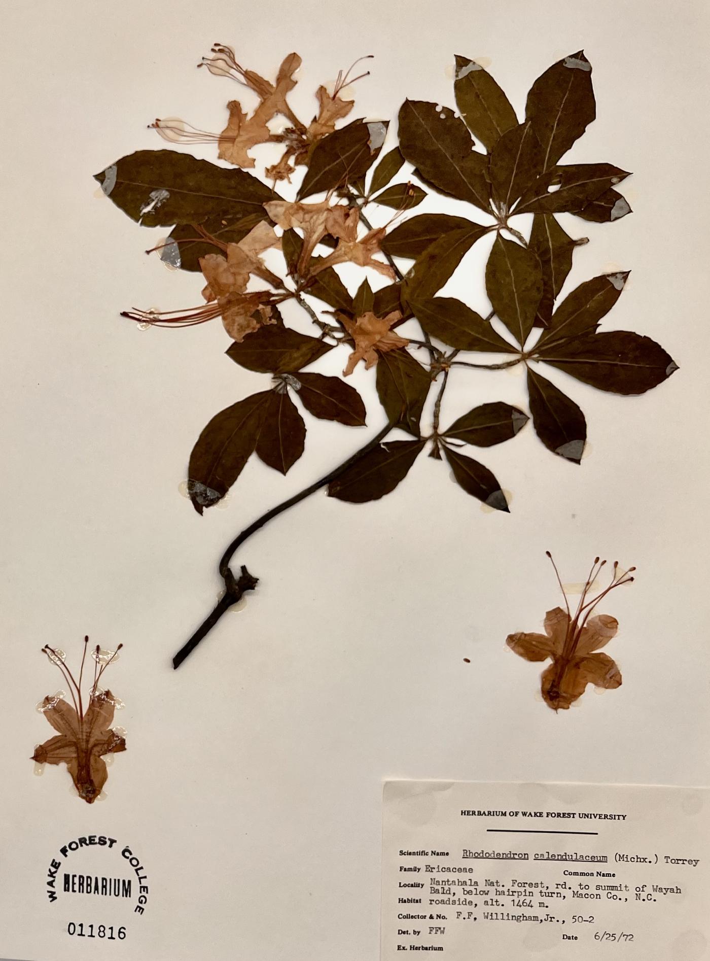 Rhododendron calendulaceum image