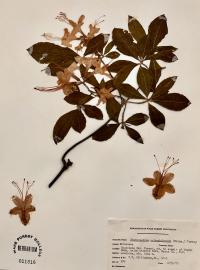 Rhododendron calendulaceum image