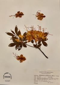 Rhododendron calendulaceum image