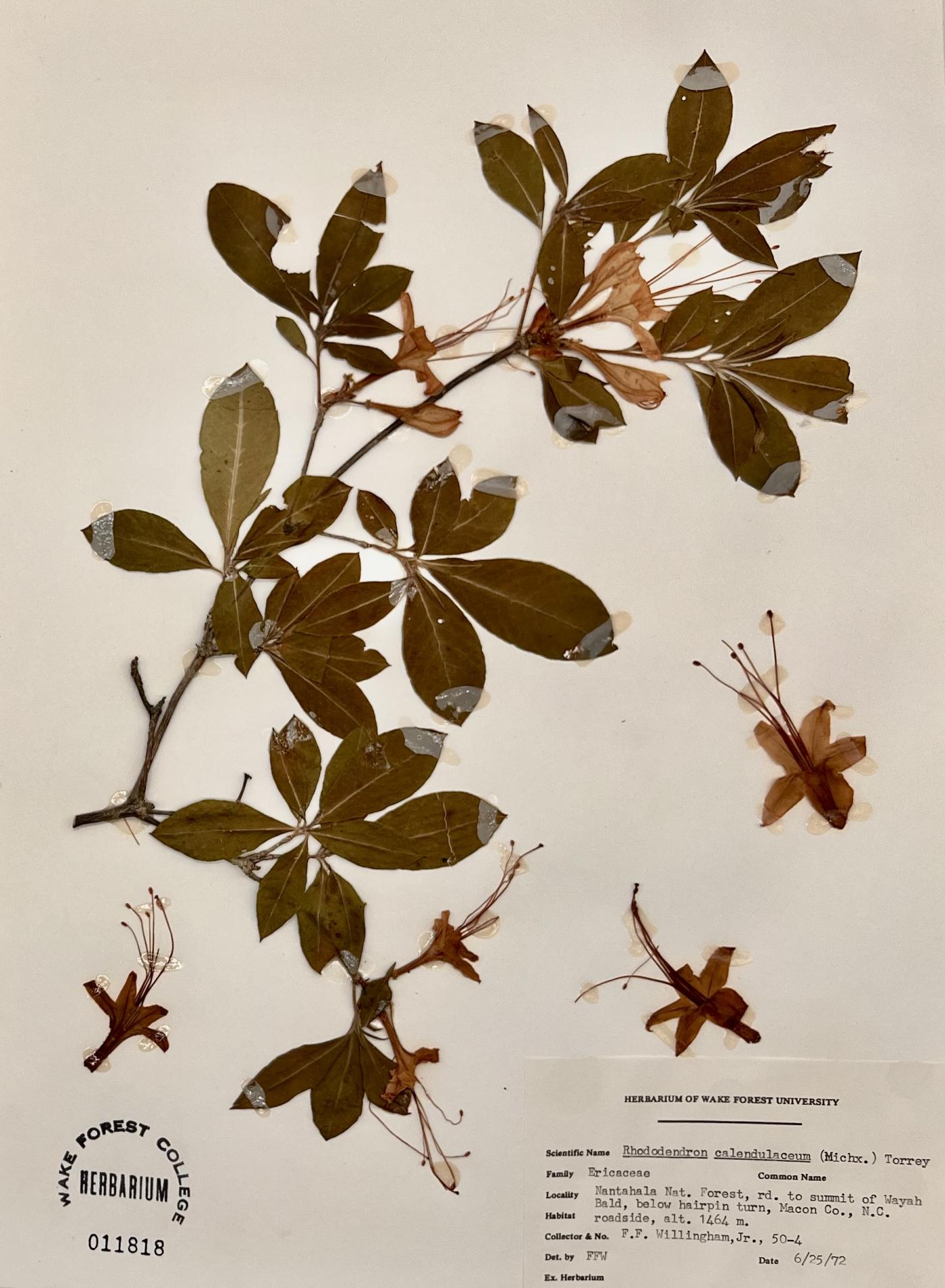 Rhododendron calendulaceum image