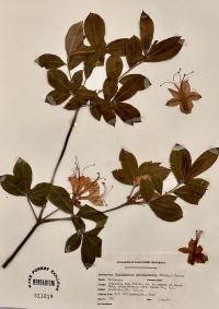 Rhododendron calendulaceum image