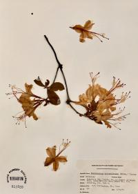 Rhododendron calendulaceum image
