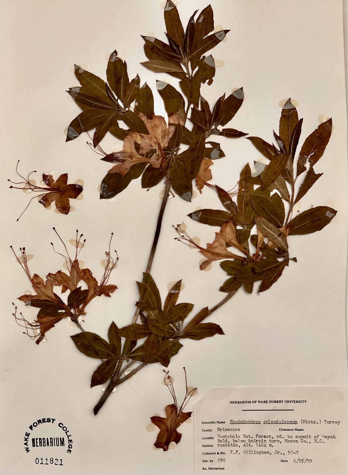 Rhododendron calendulaceum image