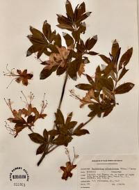 Rhododendron calendulaceum image