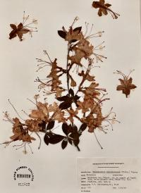 Rhododendron calendulaceum image