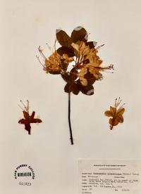 Rhododendron calendulaceum image