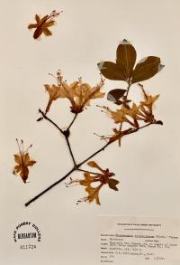 Rhododendron calendulaceum image