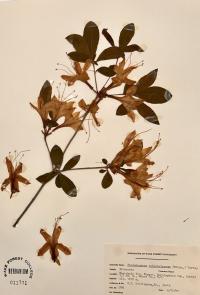 Rhododendron calendulaceum image