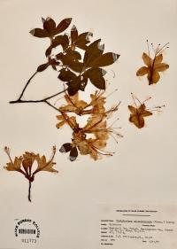 Rhododendron calendulaceum image
