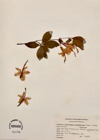 Rhododendron calendulaceum image