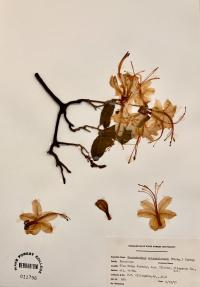 Rhododendron calendulaceum image