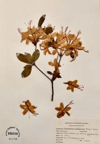 Rhododendron calendulaceum image