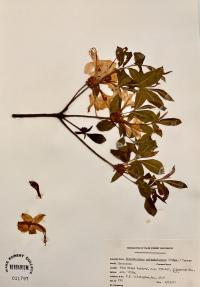 Rhododendron calendulaceum image