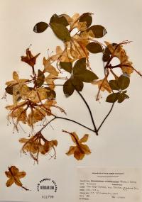 Rhododendron calendulaceum image