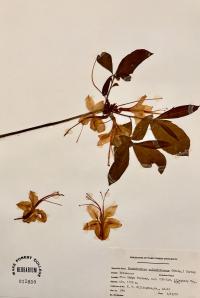 Rhododendron calendulaceum image