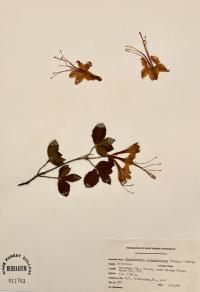 Rhododendron calendulaceum image