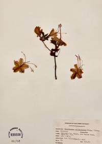 Rhododendron calendulaceum image