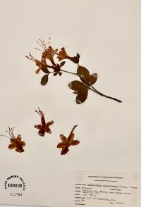 Rhododendron calendulaceum image