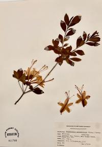 Rhododendron calendulaceum image