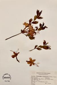 Rhododendron calendulaceum image
