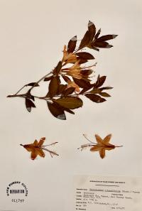 Rhododendron calendulaceum image