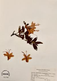 Rhododendron calendulaceum image