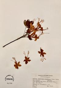 Rhododendron calendulaceum image