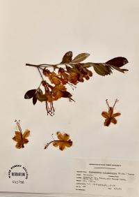 Rhododendron calendulaceum image