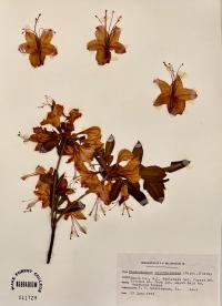 Rhododendron calendulaceum image