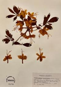 Rhododendron calendulaceum image
