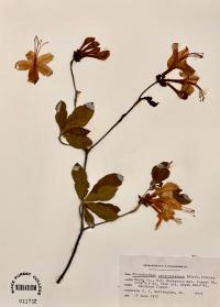 Rhododendron calendulaceum image