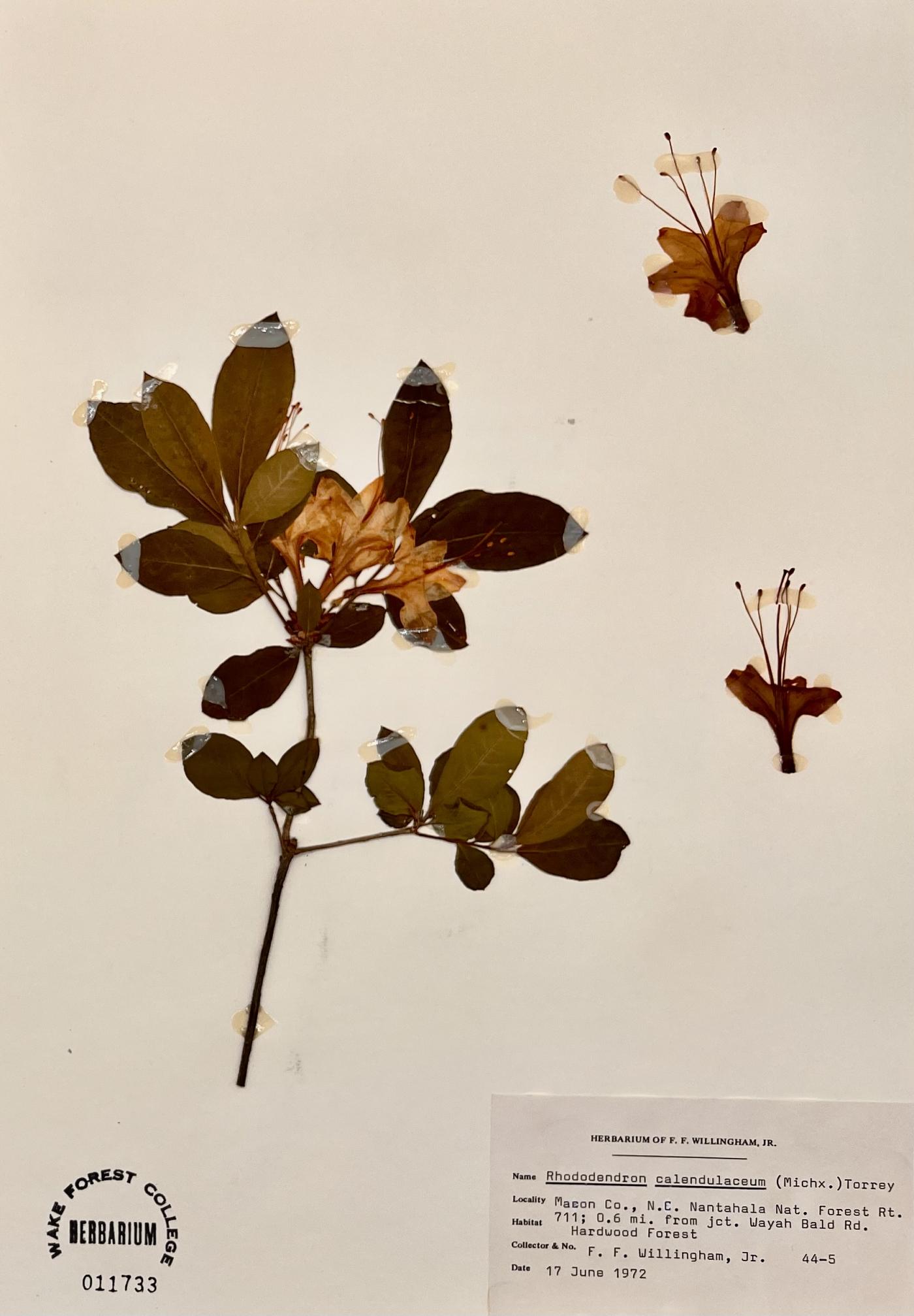 Rhododendron calendulaceum image