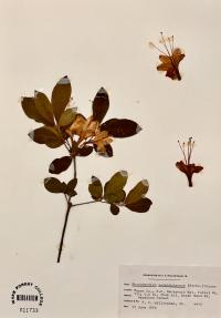 Rhododendron calendulaceum image