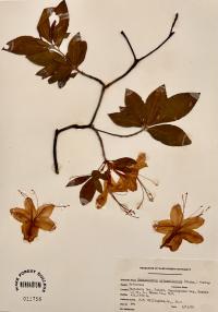 Rhododendron calendulaceum image