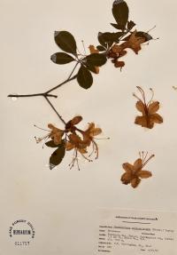 Rhododendron calendulaceum image