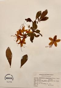 Rhododendron calendulaceum image