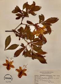 Rhododendron calendulaceum image