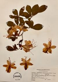 Rhododendron calendulaceum image